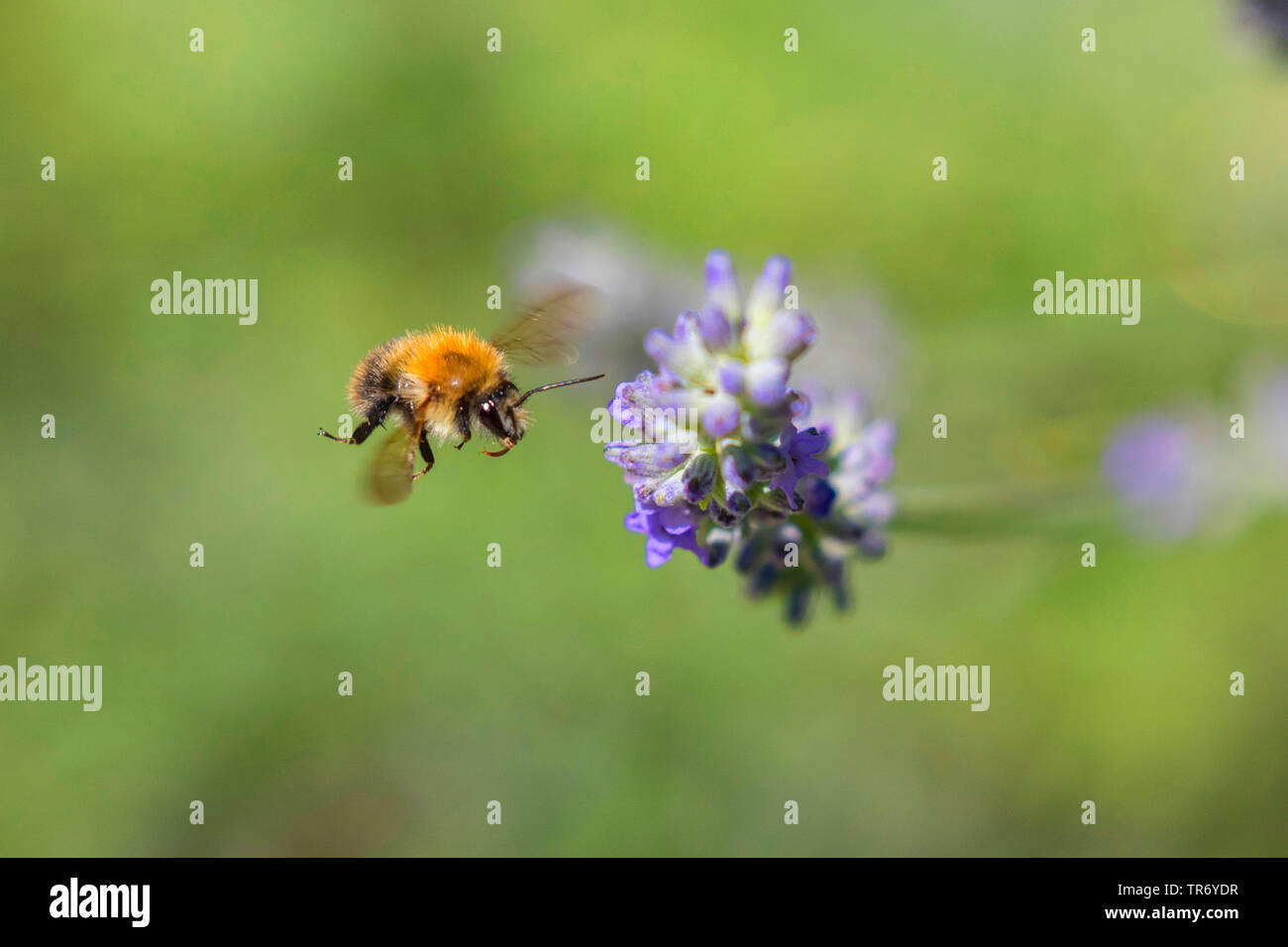 Bumblebee, arbre Jardin Nouveau bourdon (Bombus hypnorum, Psithyrus hypnorum), presque en vol une fleur de lavande, l'Allemagne, la Bavière Banque D'Images