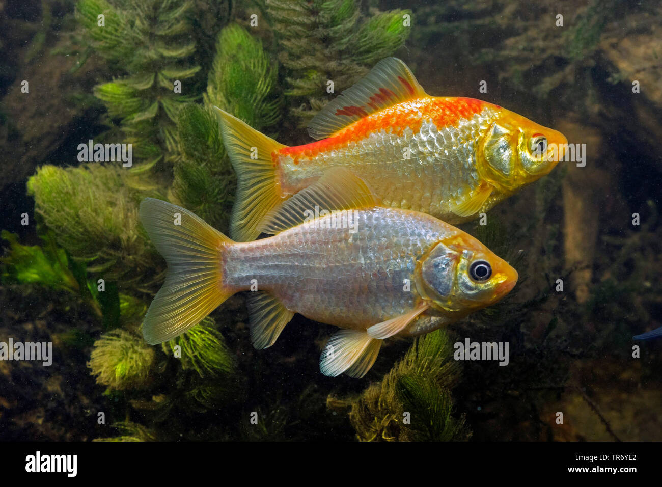 Gibel, carp carp prussien, allemand la carpe, le carassin (Carassius auratus gibelio), couleur jaune morph, poisson rouge, Allemagne Banque D'Images