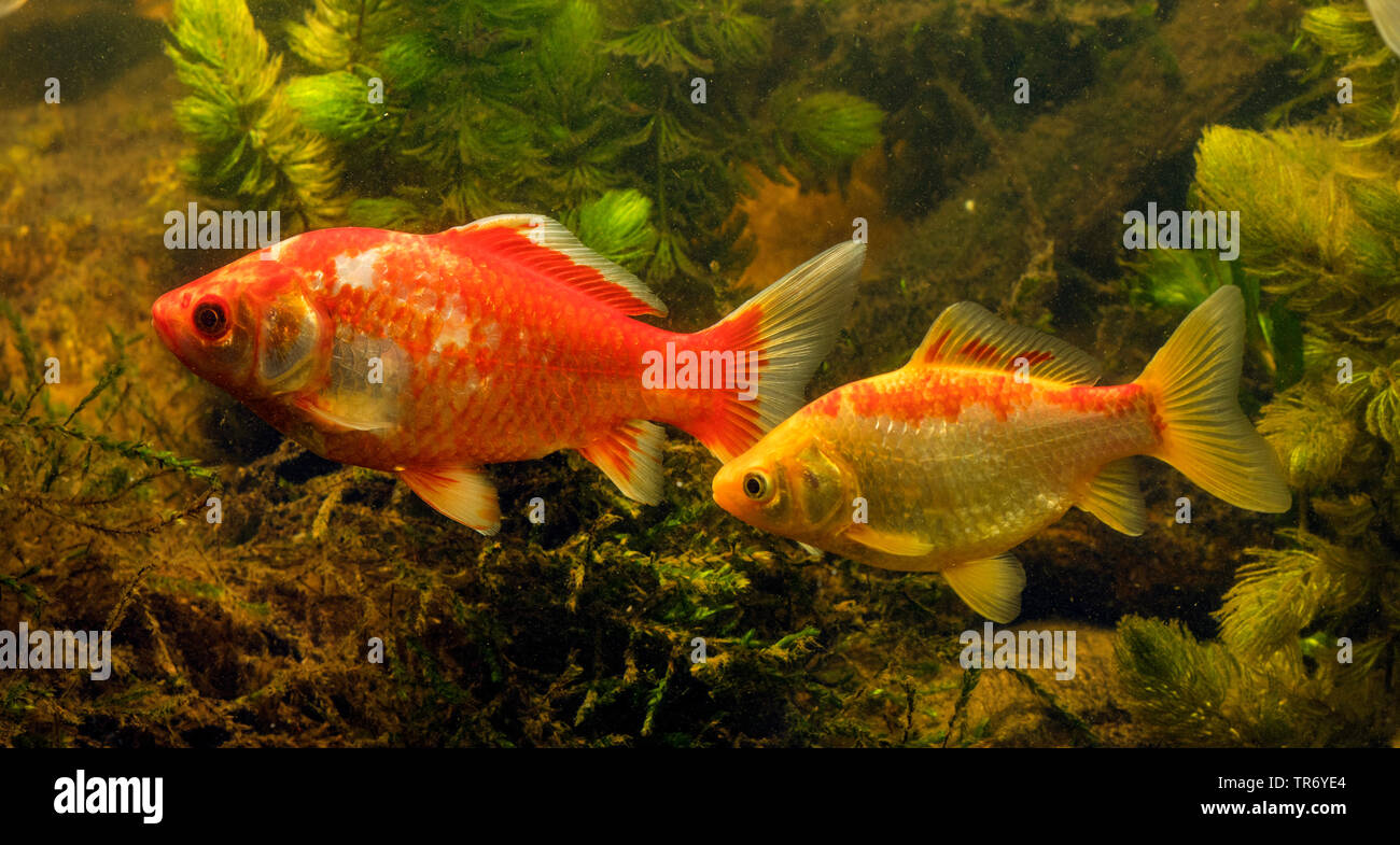 Gibel, carp carp prussien, allemand la carpe, le carassin (Carassius auratus gibelio), rouge et jaune, poisson rouge, Allemagne morph Banque D'Images