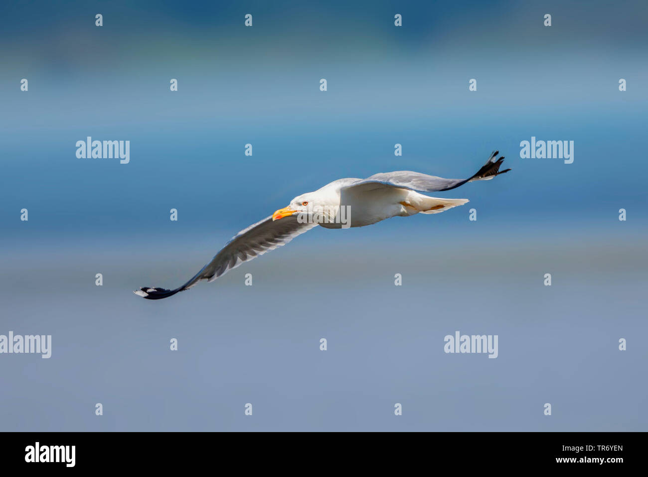 Yellow-legged Gull (Larus michahellis, Larus cachinnans michahellis), en vol à voile, de l'Allemagne, de Bavière, le lac de Chiemsee Banque D'Images