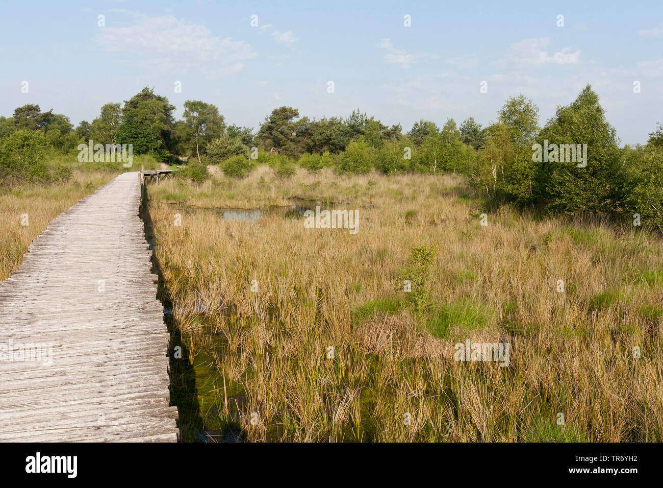 Paysage dans le parc national De Groote Peel, arraisonné, sentier, Pays-Bas, Noord-Brabant, le parc national De Groote Peel Banque D'Images