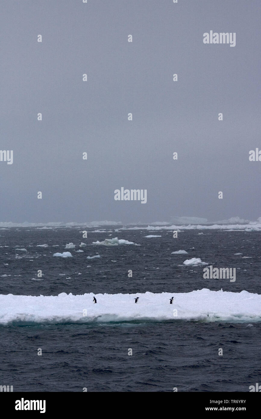 Manchot Adélie (Pygoscelis adeliae), trois manchots adélies sur banc de glace, l'Antarctique, mer de Weddell Banque D'Images