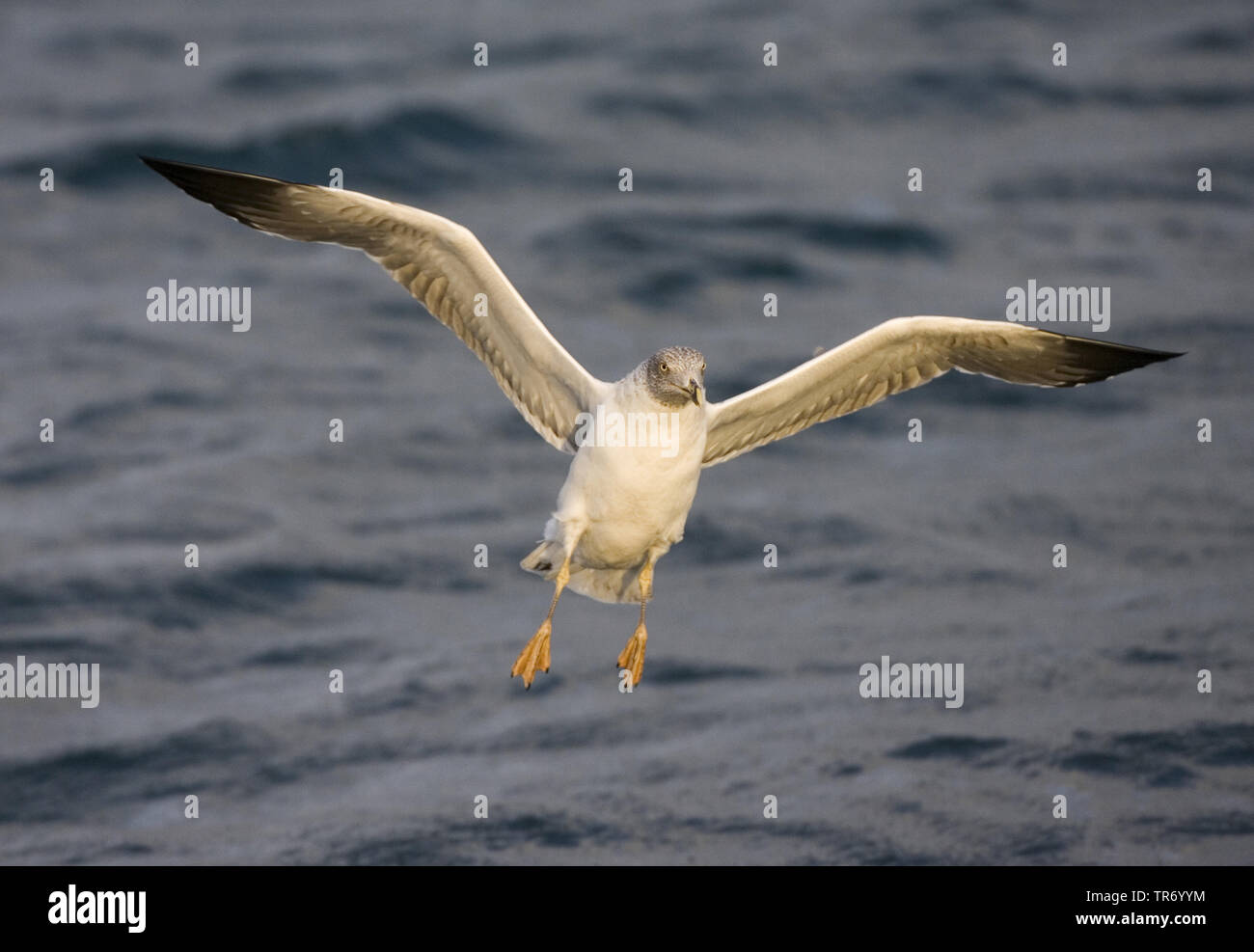 Yellow-legged Gull (Larus michahellis atlantis, Larus cachinnans michahellis Atlantis), ssp. atlantis, volant au-dessus de l'océan, Açores Banque D'Images