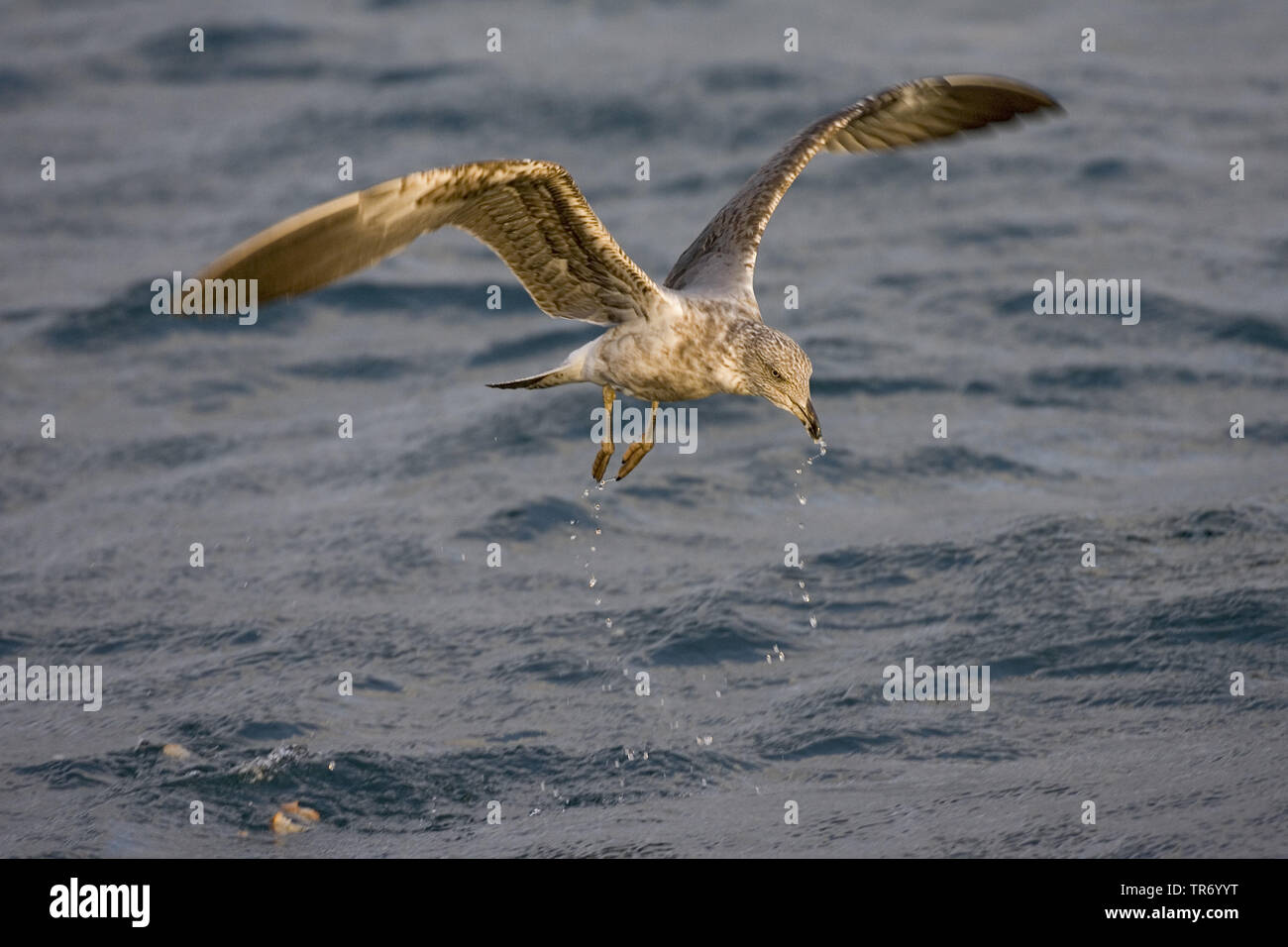 Yellow-legged Gull (Larus michahellis atlantis, Larus cachinnans michahellis Atlantis), ssp. atlantis, volant au-dessus de l'océan, Açores Banque D'Images