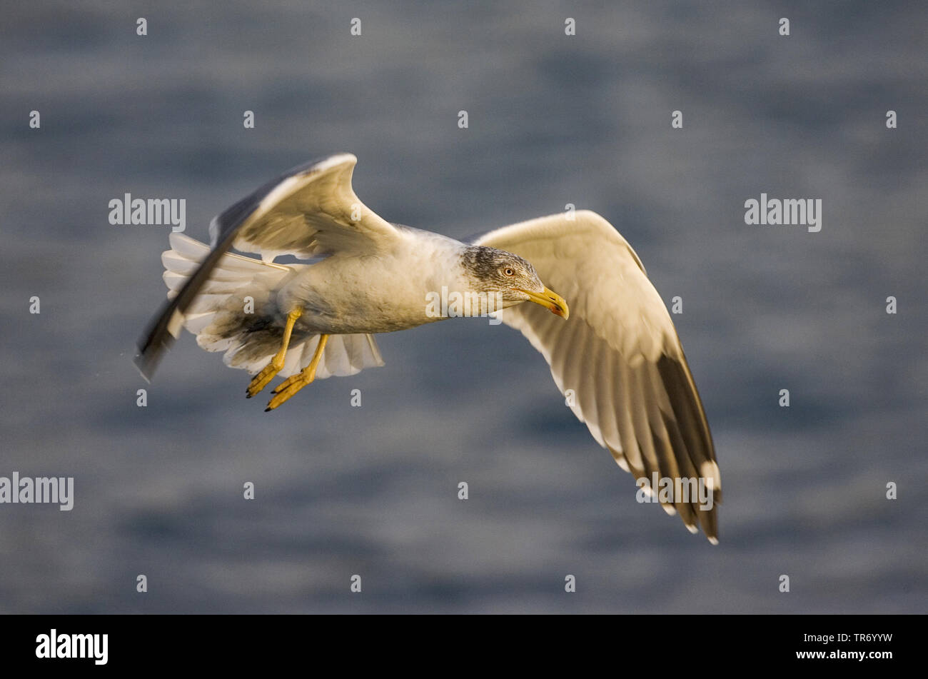 Yellow-legged Gull (Larus michahellis atlantis, Larus cachinnans michahellis Atlantis), ssp. atlantis, volant au-dessus de l'océan, Açores Banque D'Images