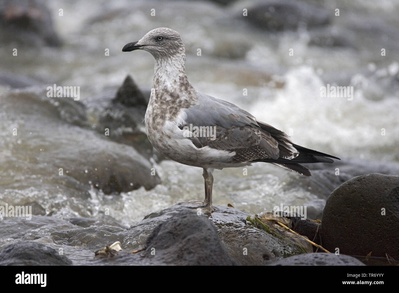 Yellow-legged Gull (Larus michahellis atlantis, Larus cachinnans michahellis Atlantis), ssp. atlantis, assis au bord de l'Atlantique, les Açores Banque D'Images
