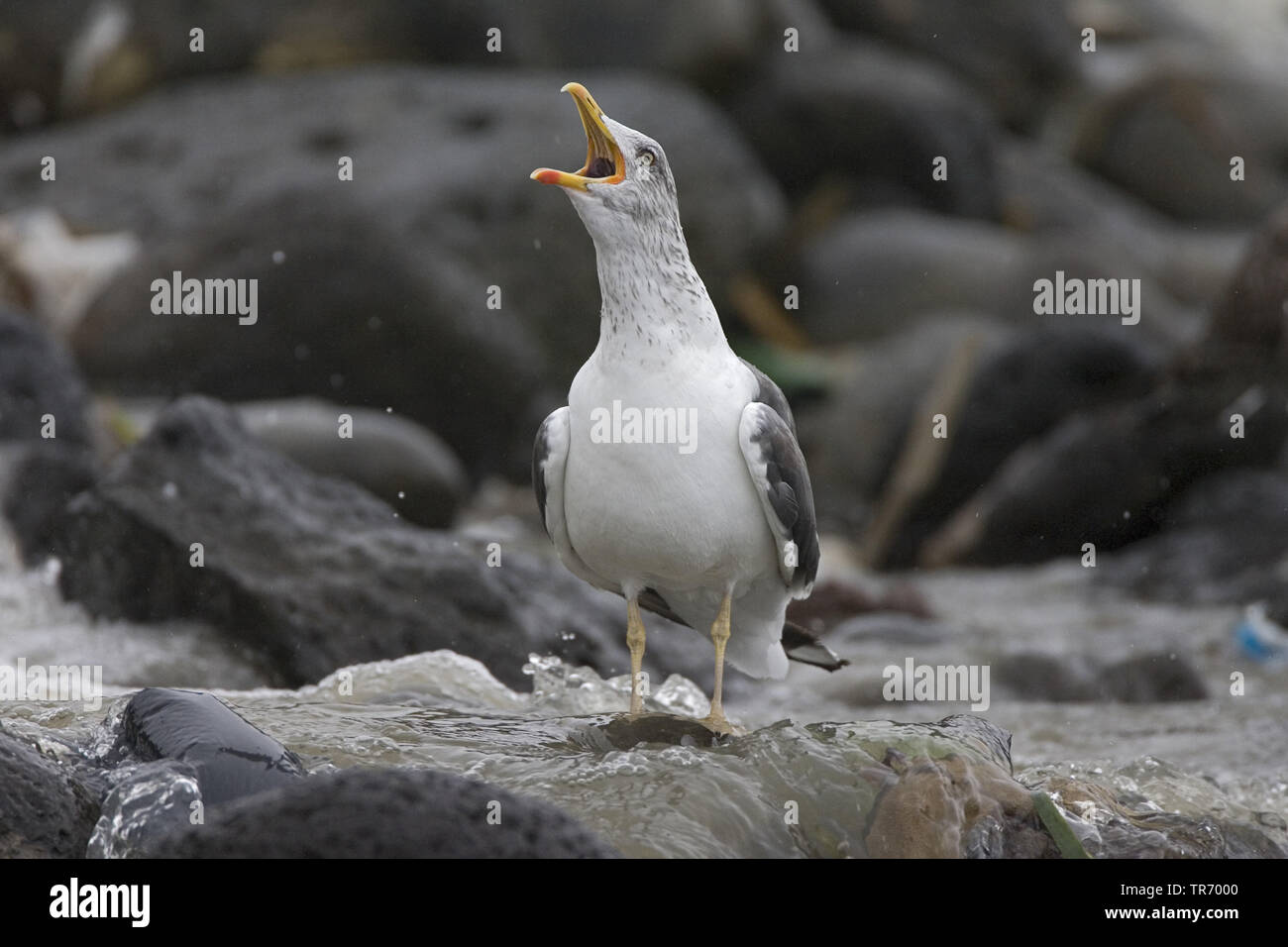 Yellow-legged Gull (Larus michahellis atlantis, Larus cachinnans michahellis Atlantis), ssp. atlantis, assis à l'océan, composant, Açores Banque D'Images
