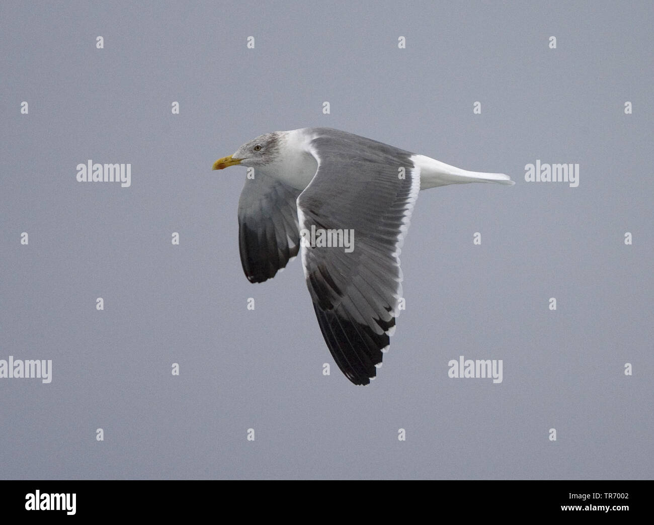 Yellow-legged Gull (Larus michahellis atlantis, Larus cachinnans michahellis Atlantis), ssp. atlantis, battant, Açores Banque D'Images