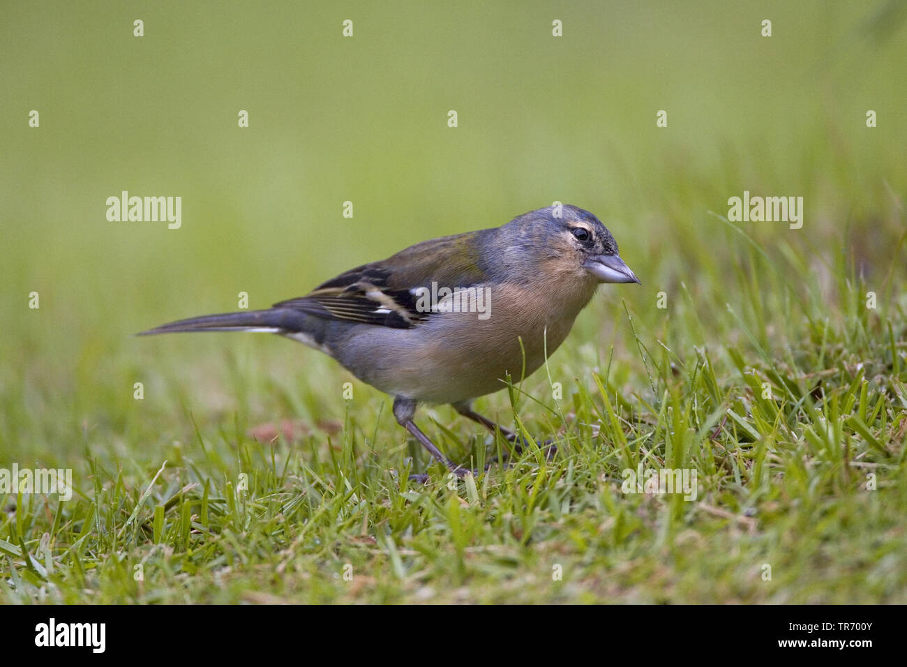 Açores (Fringilla coelebs chaffinch Fringilla, moreletti moreletti), sur le terrain, les Açores Banque D'Images
