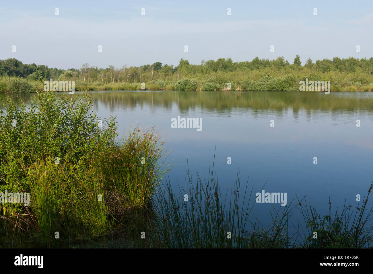 Paysage dans le parc national De Groote Peel, Pays-Bas, Noord-Brabant, le parc national De Groote Peel Banque D'Images
