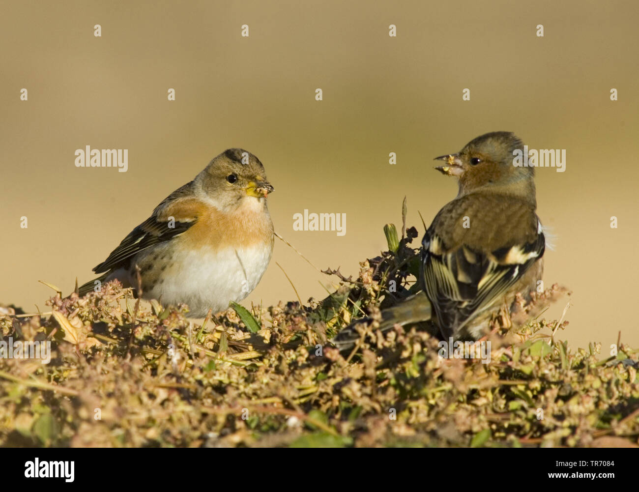 Pinson du nord (Fringilla montifringilla), et de la common Chaffinch, Fringilla coelebs, Allemagne Banque D'Images