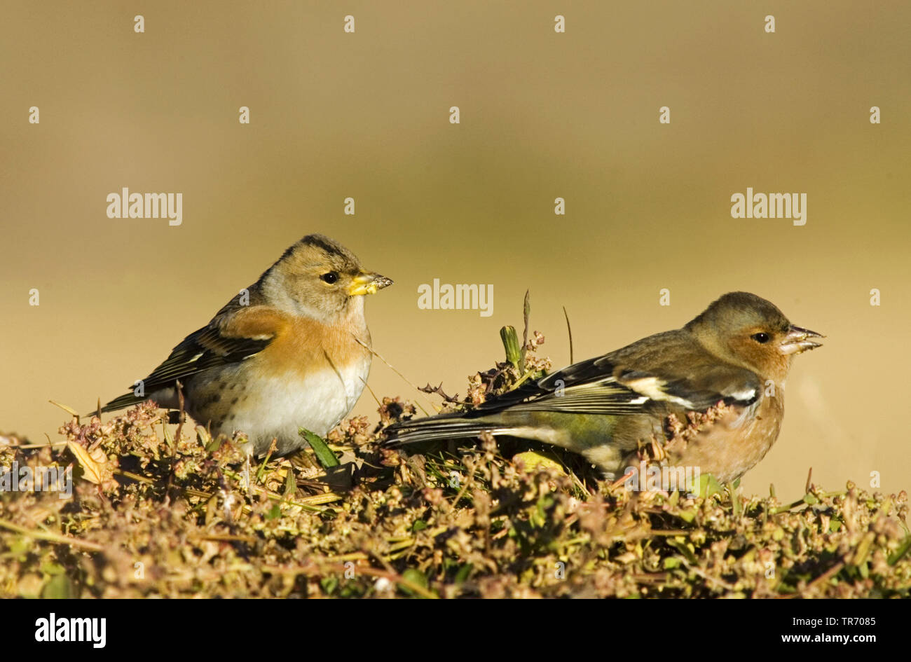 Pinson du nord (Fringilla montifringilla), et de la common Chaffinch, Fringilla coelebs, Allemagne Banque D'Images