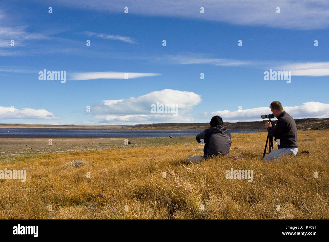 L'observation des oiseaux, l'Argentine, Patagonie Banque D'Images