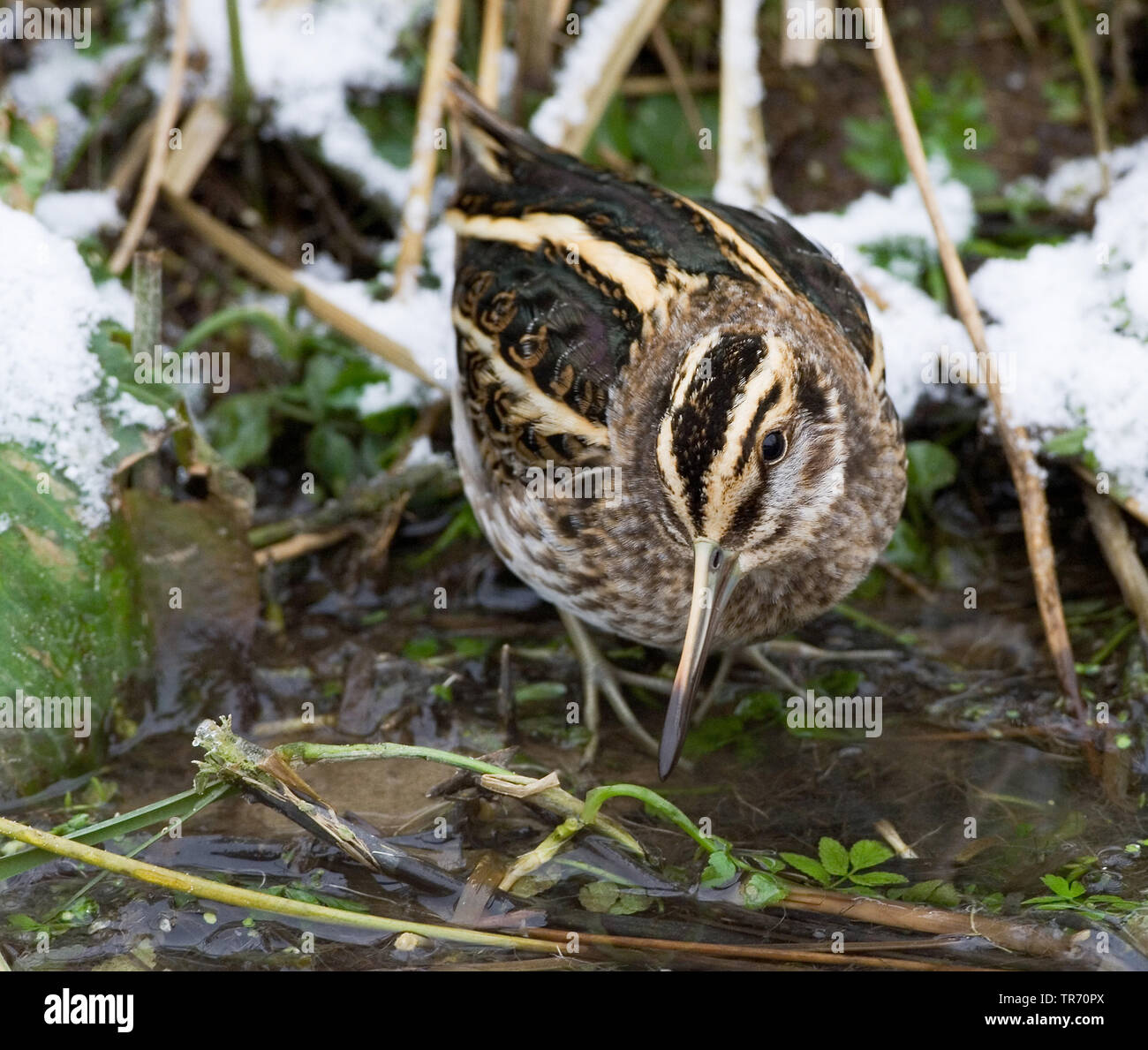 Jack snipe (Lymnocryptes minima, Lymnocryptes minimus), en quête de petit ruisseau au cours de période de gel, Pays-Bas Banque D'Images