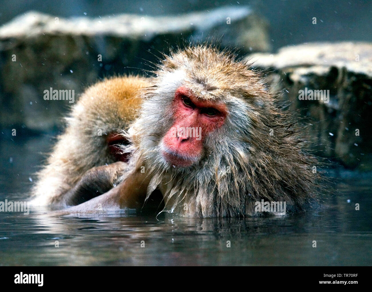 Macaque japonais, snow monkey (Macaca fuscata), baignade dans une source chaude, Japon Banque D'Images