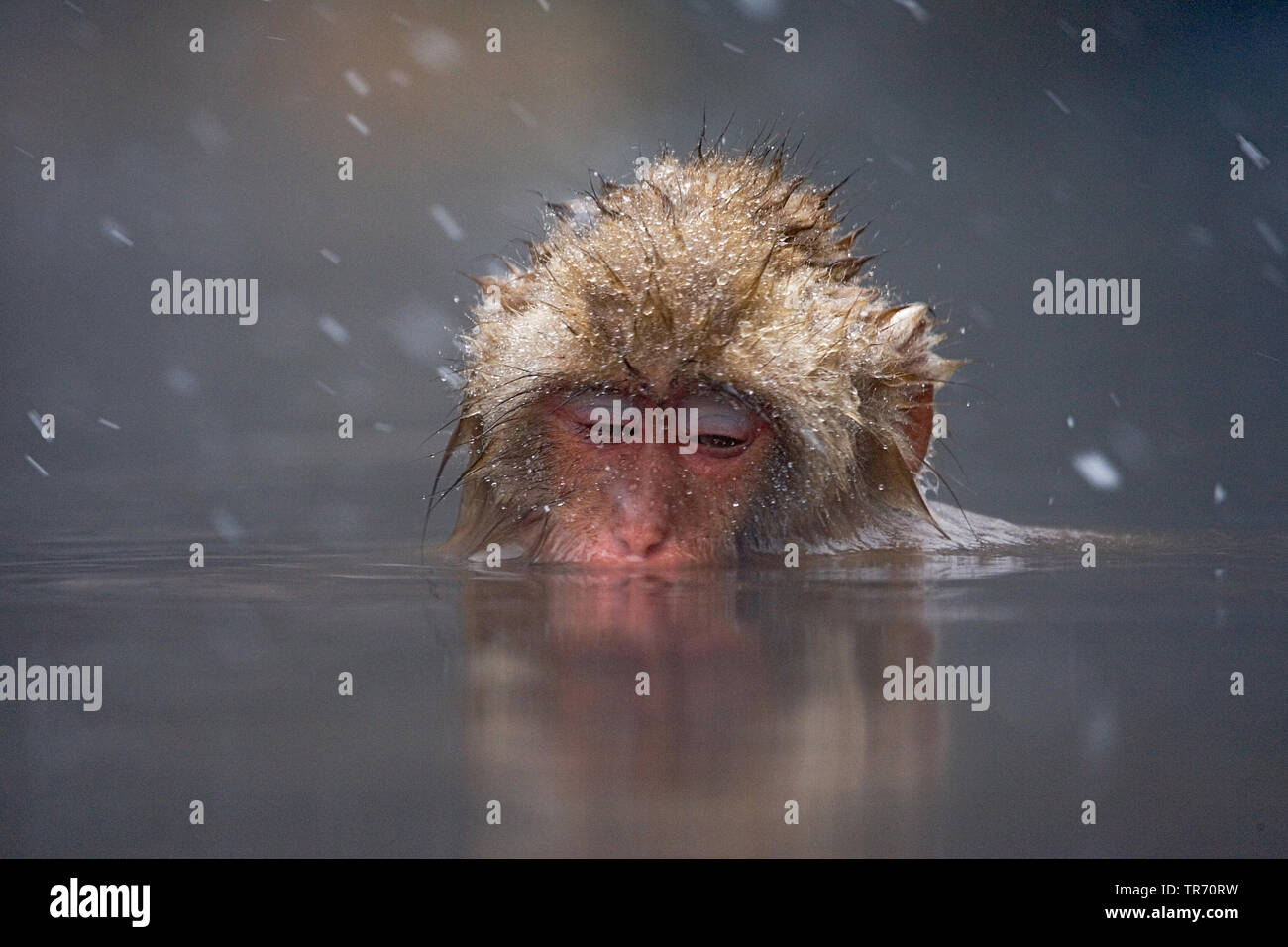 Macaque japonais, snow monkey (Macaca fuscata), baignade dans une source chaude, Japon Banque D'Images