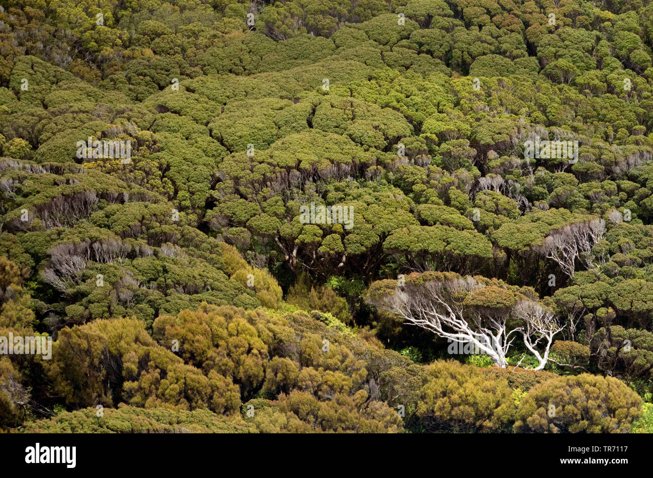 Habitat naturel sur les îles Auckland, Nouvelle-Zélande, îles Auckland Banque D'Images