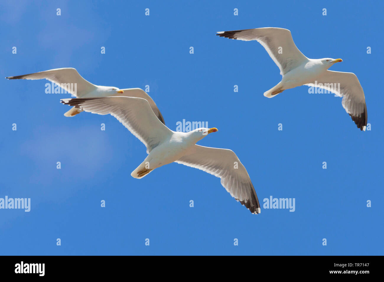 Yellow-legged Gull (Larus michahellis, Larus cachinnans michahellis), trois goélands-jaune en vol, en Espagne, Costa Daurada, Katalonia Banque D'Images