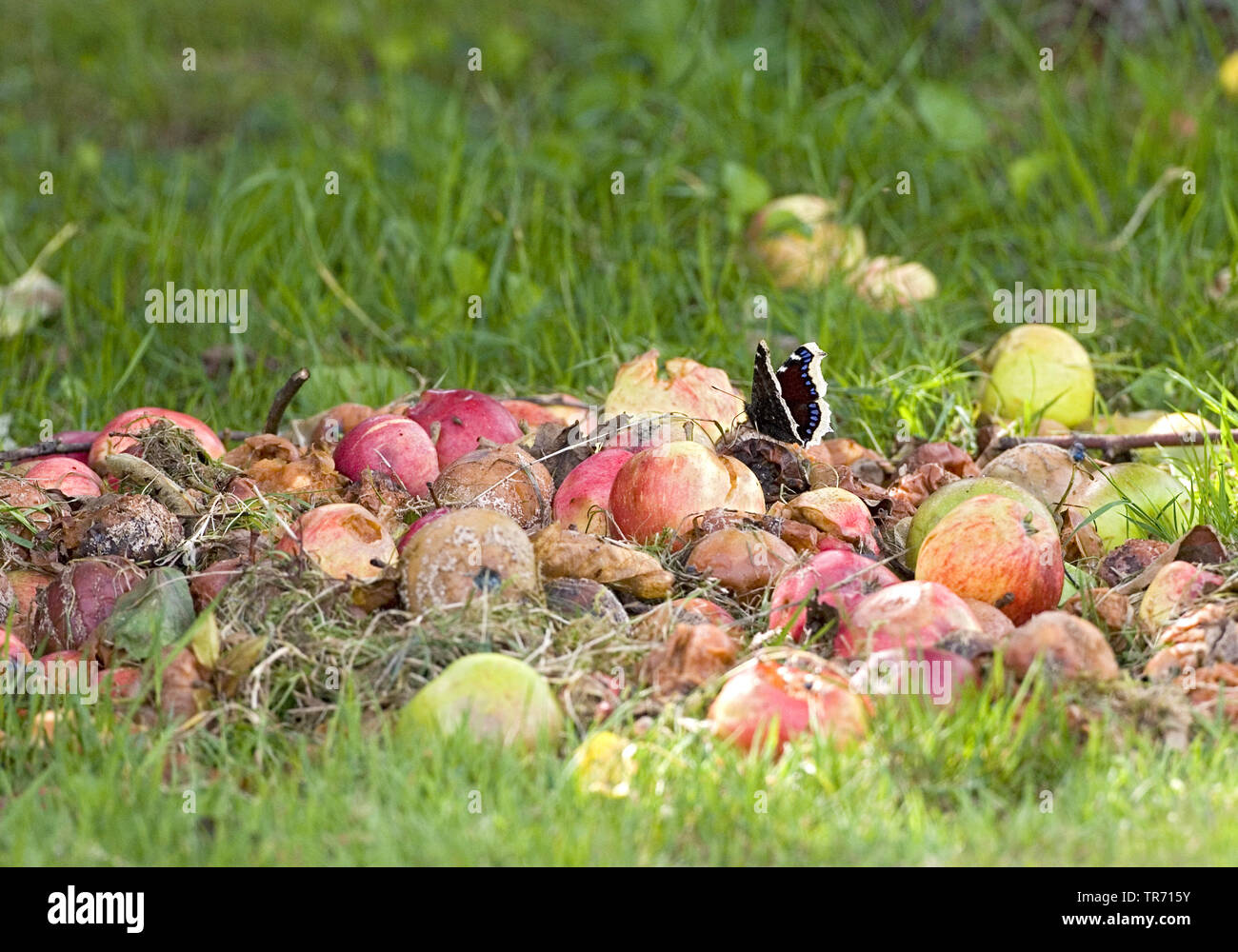 (Nymphalis antiopa Camberwell beauty), suçant la baisse de pommes, Royaume-Uni, Angleterre, Norfolk Banque D'Images