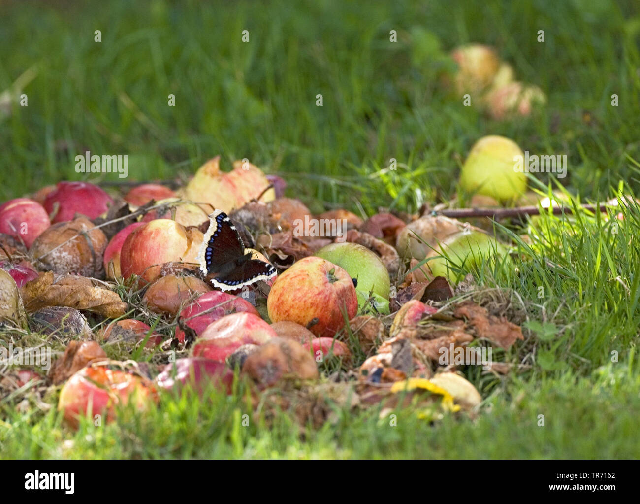 (Nymphalis antiopa Camberwell beauty), suçant la baisse de pommes, Royaume-Uni, Angleterre, Norfolk Banque D'Images