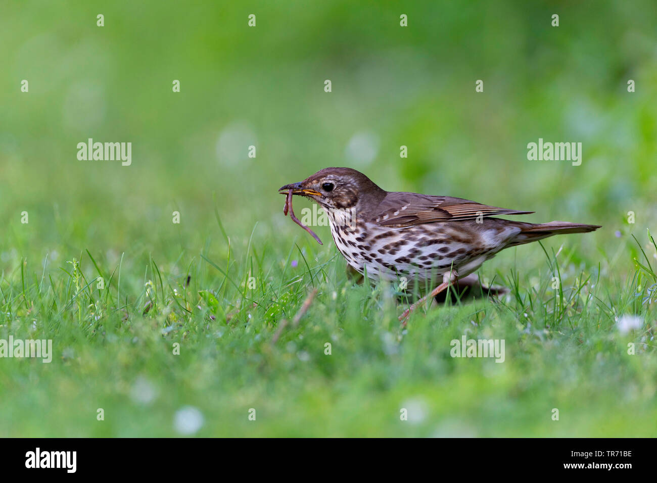 Grive musicienne (Turdus philomelos), avec terre ver dans le projet de loi dans un pré, en Allemagne, en Bavière Banque D'Images