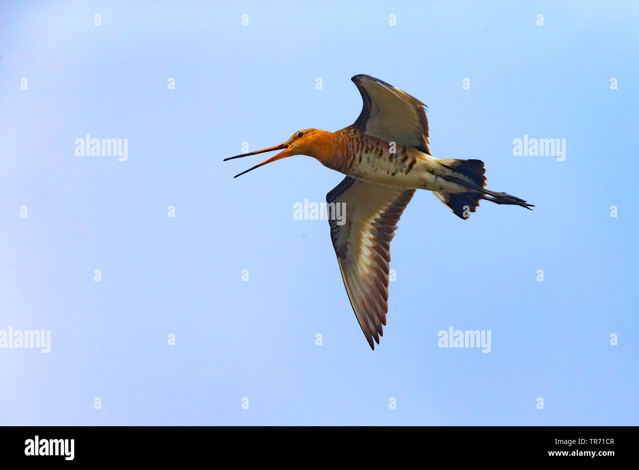 Barge à queue noire (Limosa limosa), en vol avec le projet de loi, Allemagne Banque D'Images