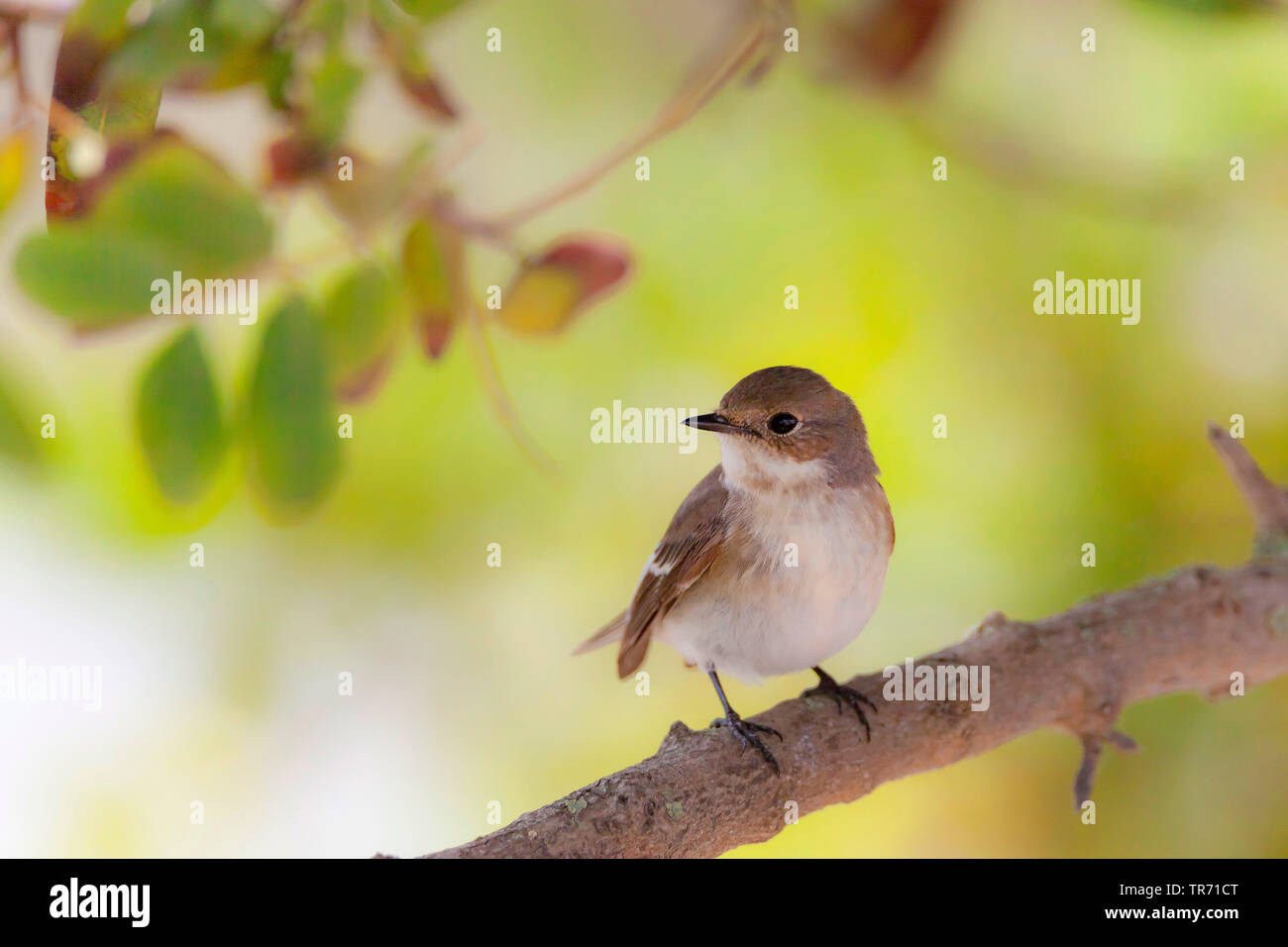 (Ficedula hypoleuca), femelle de se percher sur une branche, l'Espagne, Katalonia Banque D'Images
