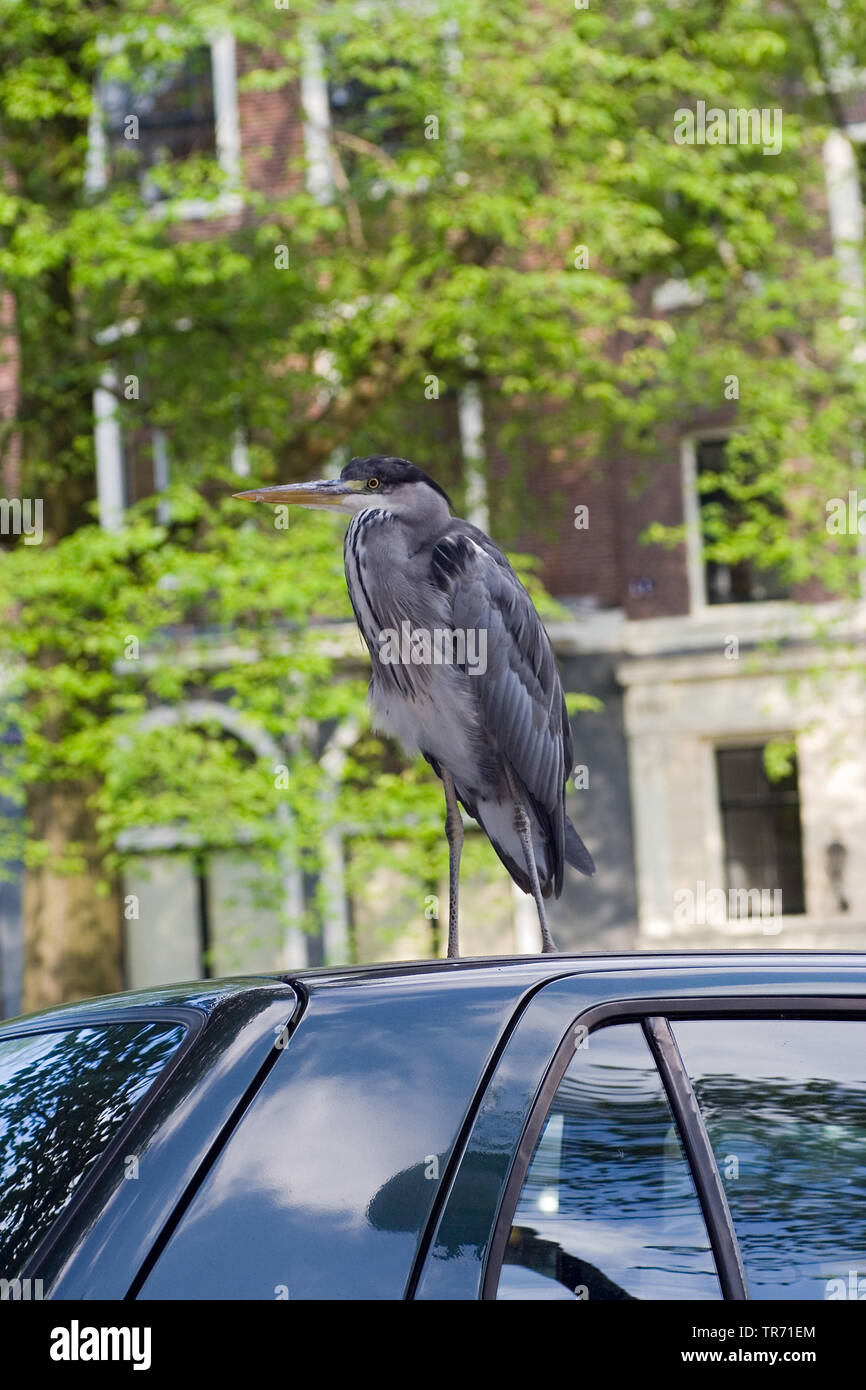 Héron cendré (Ardea cinerea), sur un toit de voiture, Pays-Bas, Amsterdam Banque D'Images