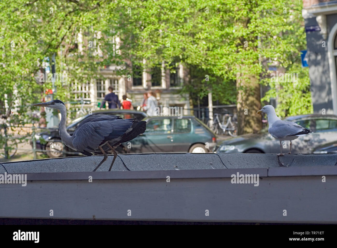 Héron cendré (Ardea cinerea), sur un pont d'une voie navigable, Pays-Bas, Amsterdam Banque D'Images