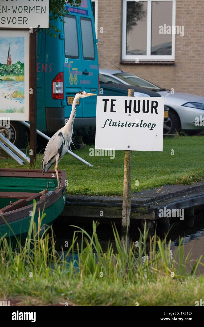 Héron cendré (Ardea cinerea), sur un bateau dans une ville, Pays Bas, Amsterdam Banque D'Images
