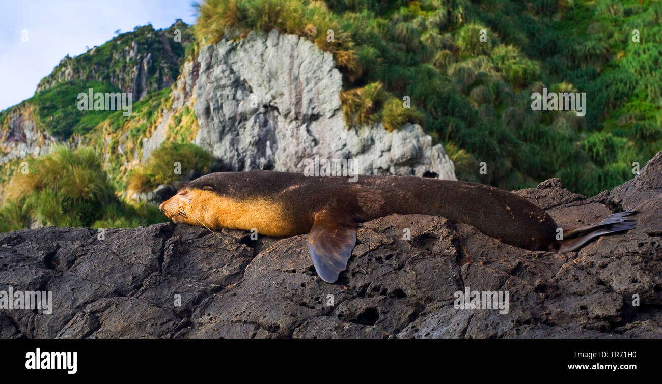 Fourrure subantarctique (Arctocephalus tropicalis), dormir, Tristan da Cunha, Gough Banque D'Images