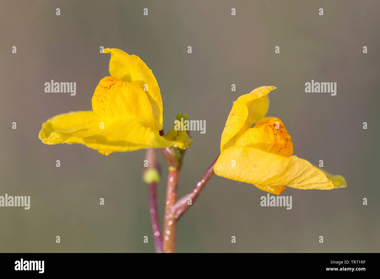 Utriculaire (Utricularia australis de l'ouest), des fleurs, de l'Allemagne, la Bavière Banque D'Images