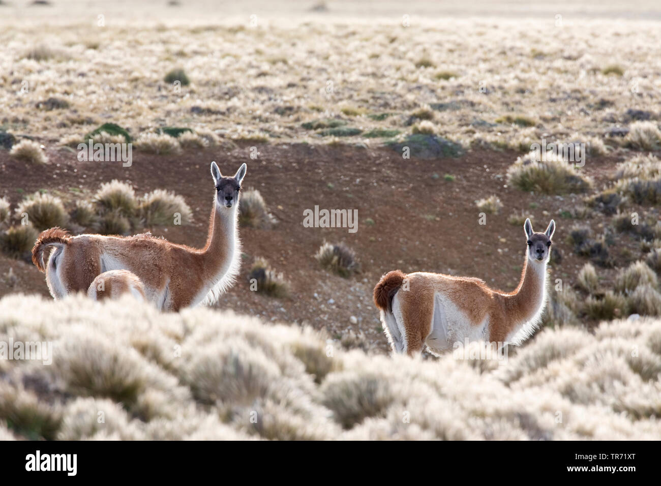 Guanaco (Lama guanicoe), troupeau, l'Argentine, Patagonie Banque D'Images