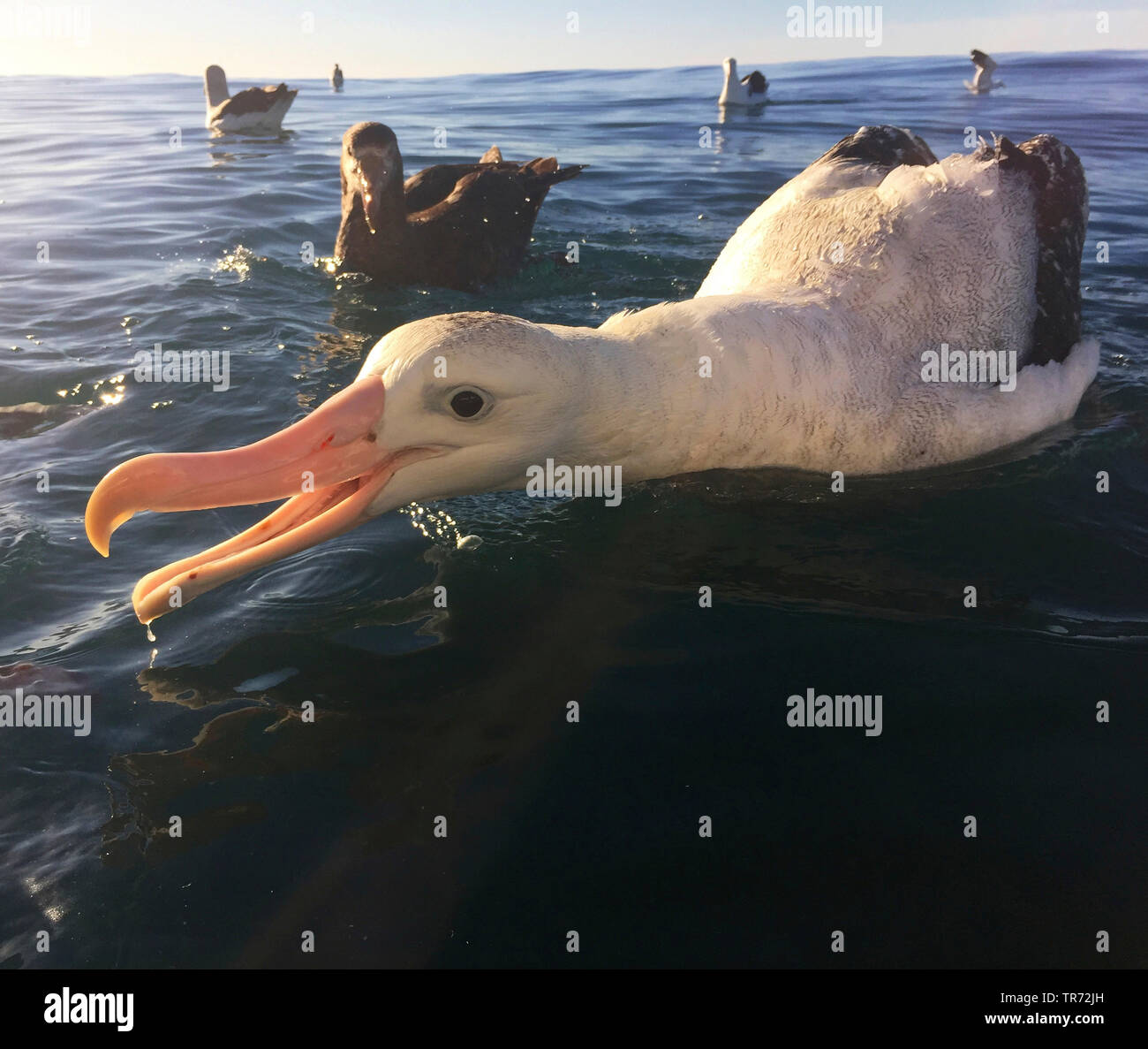 L'albatros de Gibson (Diomedea gibsoni), natation , Nouvelle Zélande, Keikoura Banque D'Images