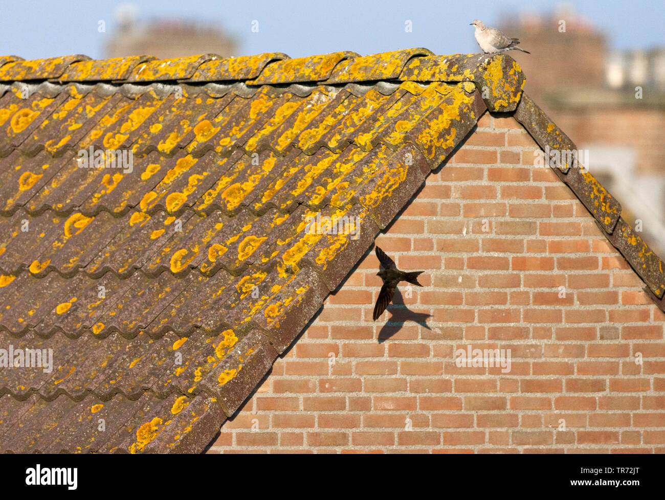 (Apus apus swift eurasien), voler, Pays-Bas Banque D'Images