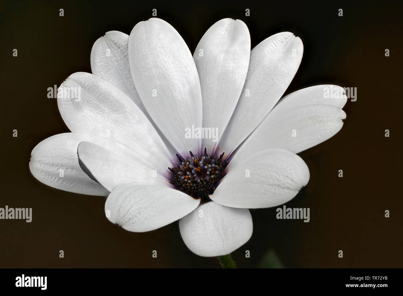 Daisy africains, lavande, Norlindh africaine Daisy Daisy Osteospermum ecklonis (autoroute), inflorescence Banque D'Images Daisy africains, lavande, Norlindh africaine Daisy Daisy Osteospermum ecklonis (autoroute), inflorescence Banque D'Images