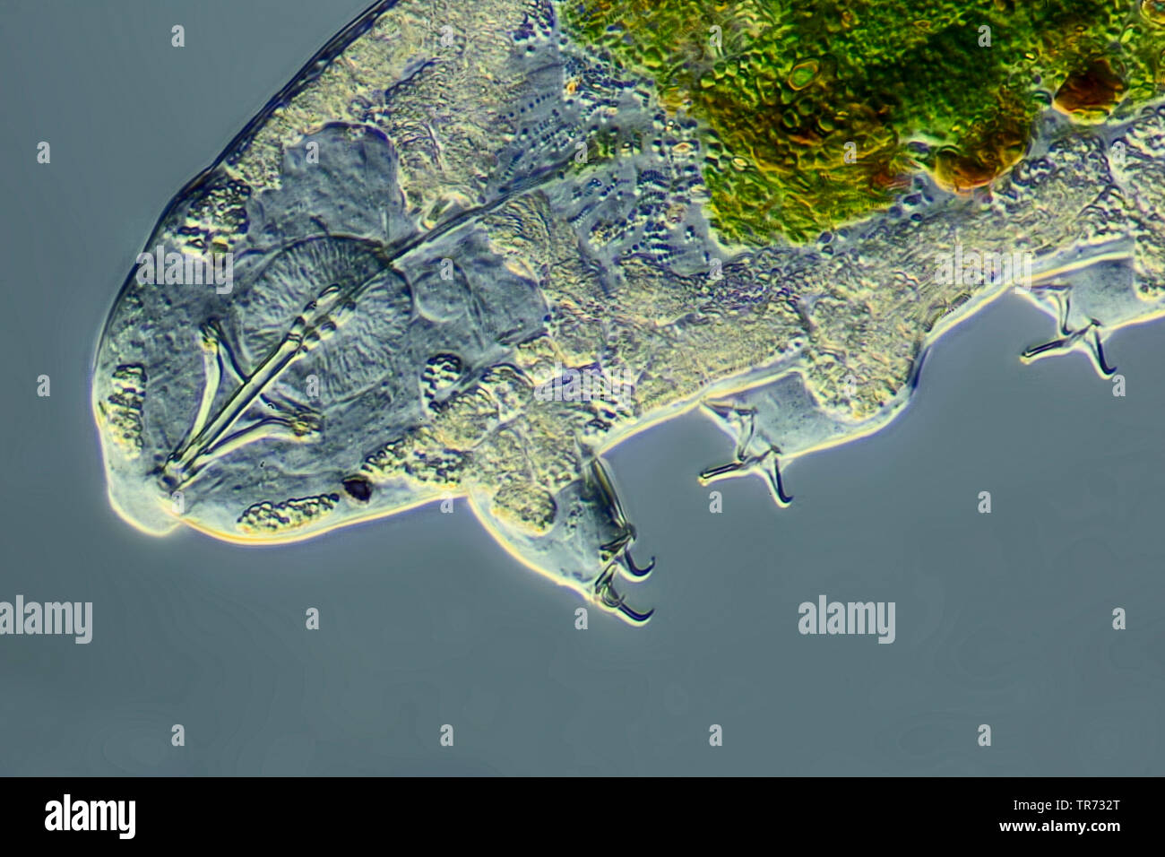 Ours d'eau, les tardigrades (Tardigrada), la tête et les pattes d'un bearDifferential l'eau d'un microscope à contraste de parasite, Allemagne Banque D'Images