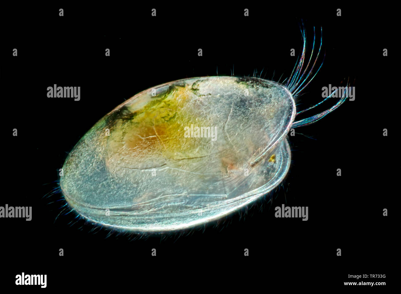 Les ostracodes (shell-couverts les crustacés), les semences de crevettes (ostracodes), microscopie photonique, Allemagne Banque D'Images