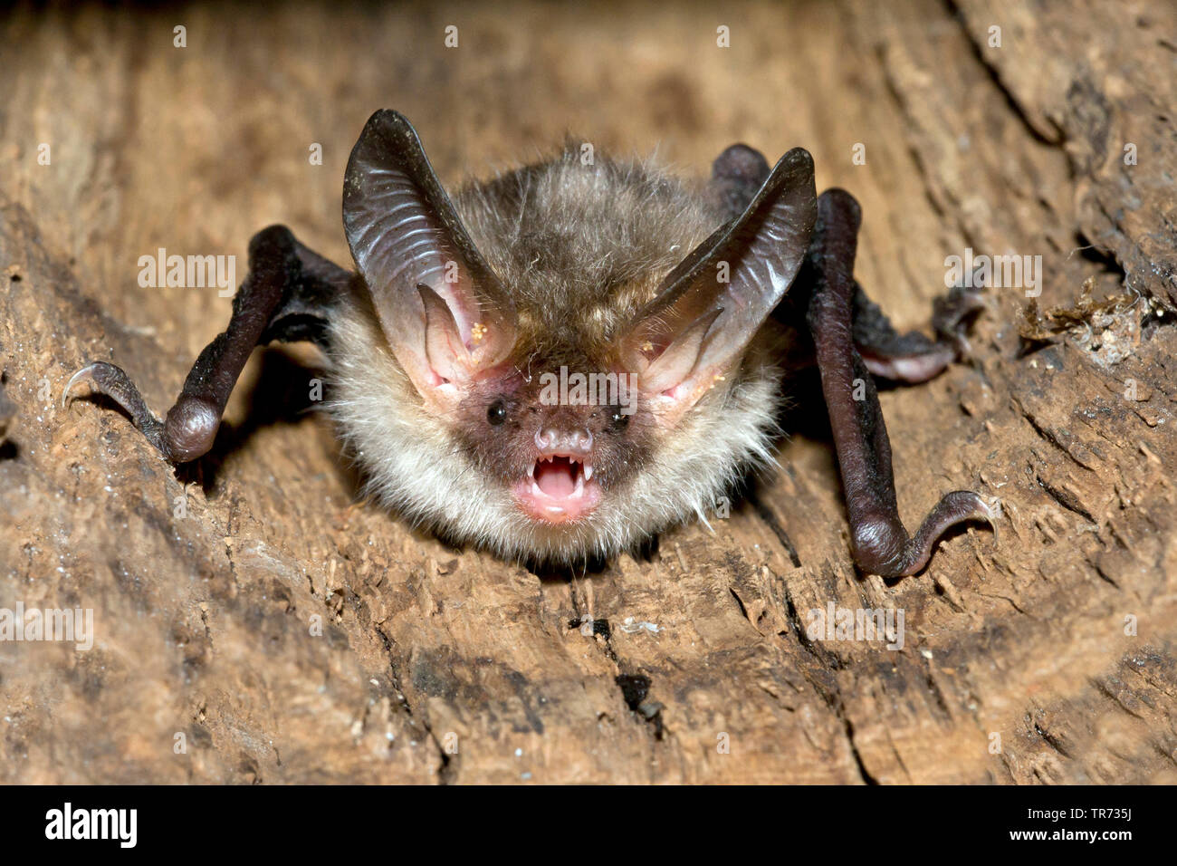 La bat Bechstein (Myotis bechsteinii), avec la bouche ouverte dans un trou d'arbre, Belgique Banque D'Images