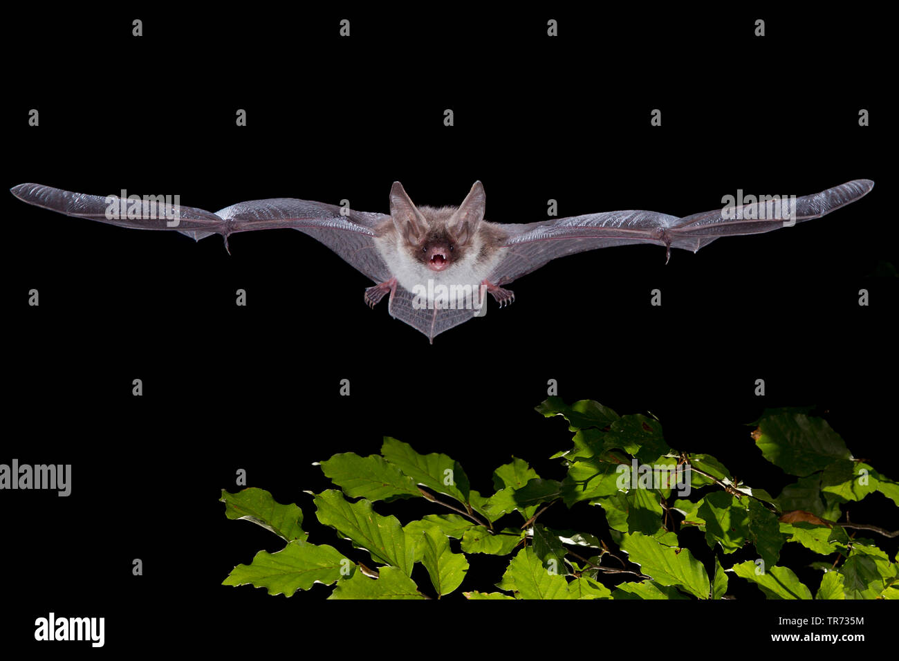 La bat Bechstein (Myotis bechsteinii), vol de nuit, France Banque D'Images