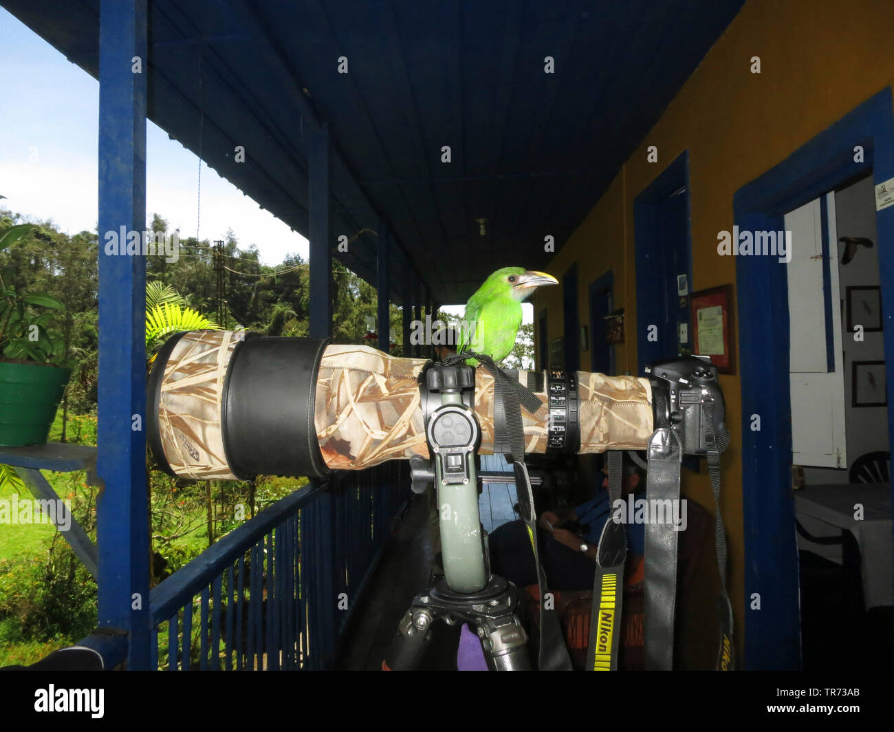 (Turdus prasinus Toucanet émeraude), perché sur la caméra, la Colombie, la Réserve Naturelle de Rio Blanco, Manizales Banque D'Images