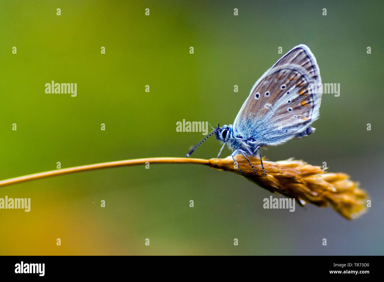 Aricia eumedon Argus (géranium, Eumedonia eumedon, Plebejus eumedon, Plebeius eumedon, Lycaena eumedon), l'Italie, Aoste Banque D'Images