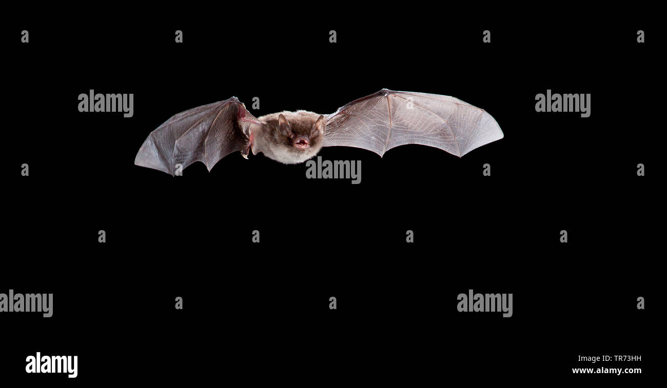 De Daubenton (Myotis daubentoni, Myotis daubentonii), chasse de nuit, Pays-Bas Banque D'Images