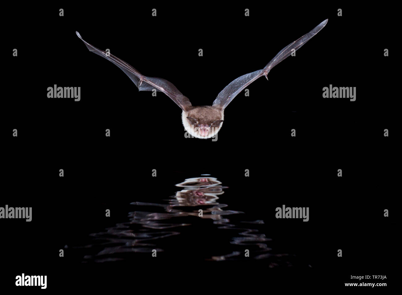 De Daubenton (Myotis daubentoni, Myotis daubentonii), la chasse de nuit à la surface de l'eau, Pays-Bas Banque D'Images