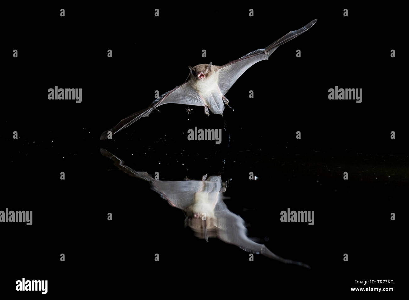 De Daubenton (Myotis daubentoni, Myotis daubentonii), la chasse de nuit à la surface de l'eau, Pays-Bas Banque D'Images