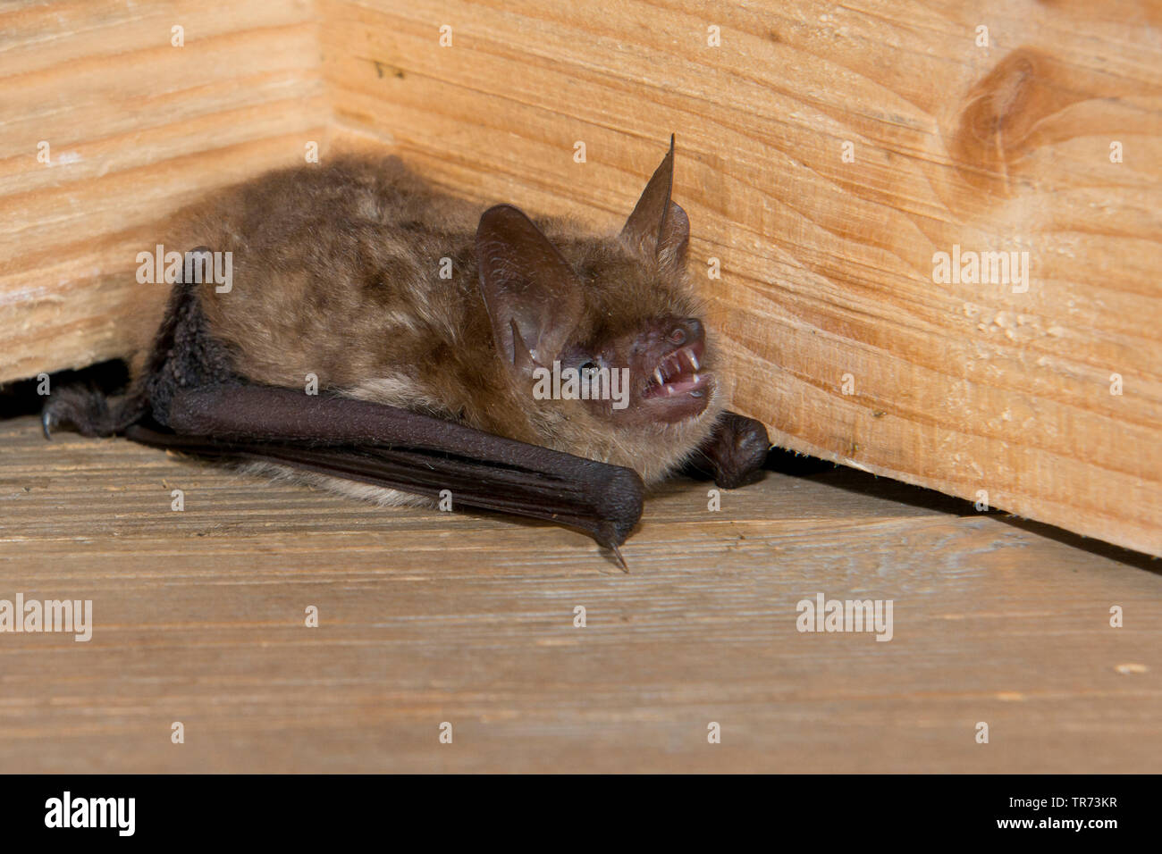 Geoffroy's (Myotis emarginata, Myotis emarginatus), dans une batbox, Belgique Banque D'Images