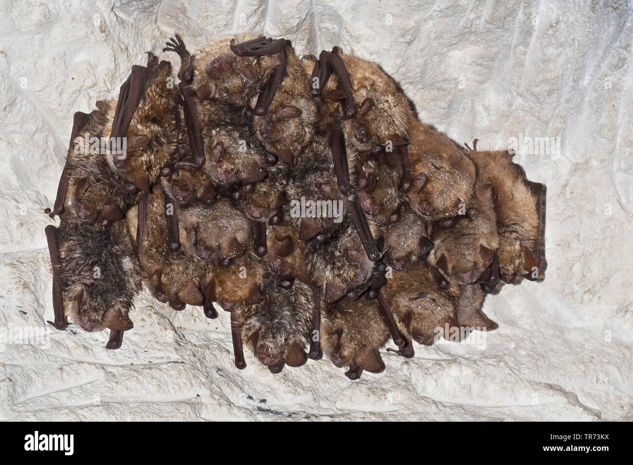 Geoffroy's (Myotis emarginata, Myotis emarginatus), colonie à une grotte au plafond, France Banque D'Images