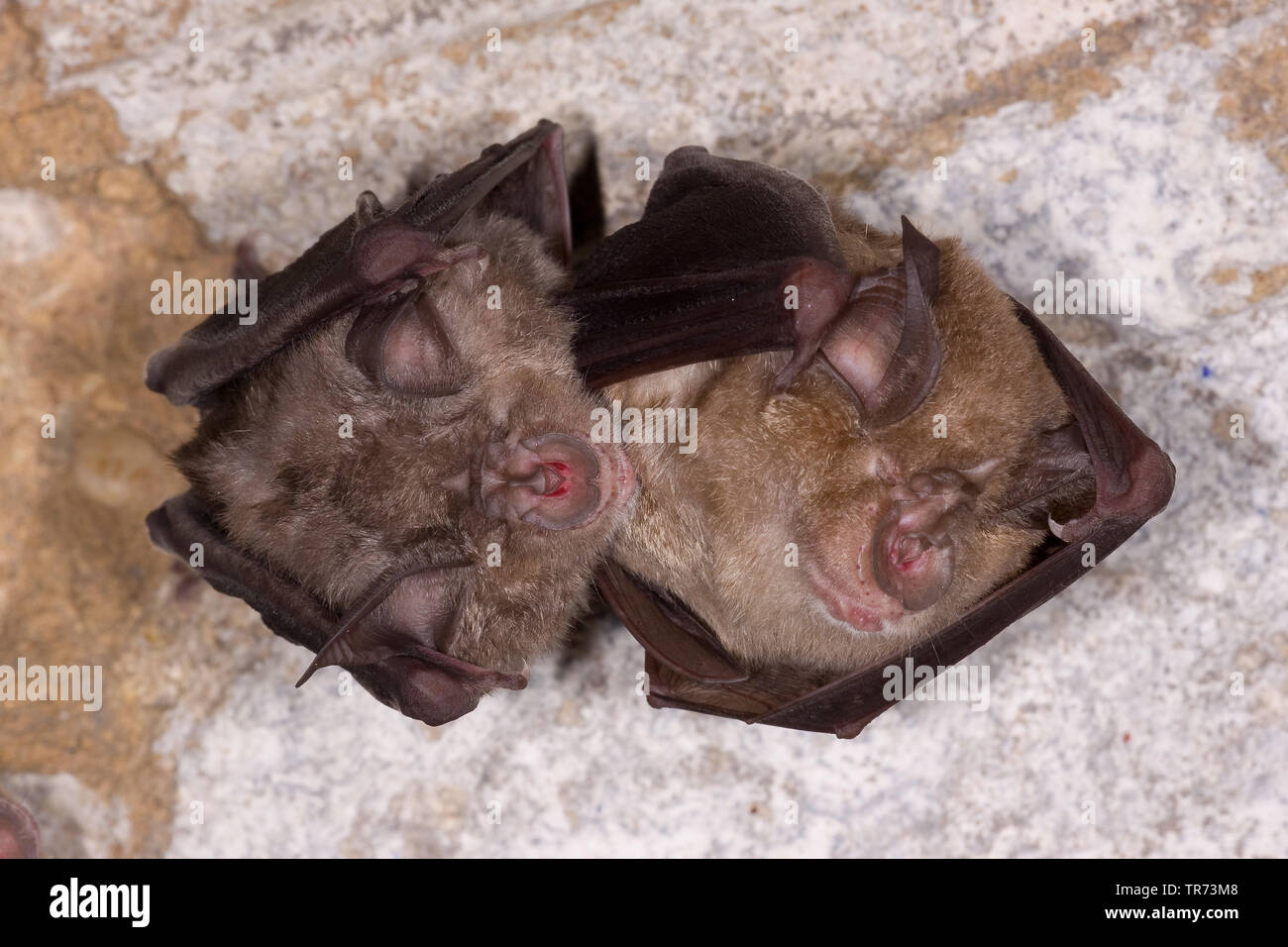 Plus grand rhinolophe (Rhinolophus ferrumequinum), hibernation, France Banque D'Images