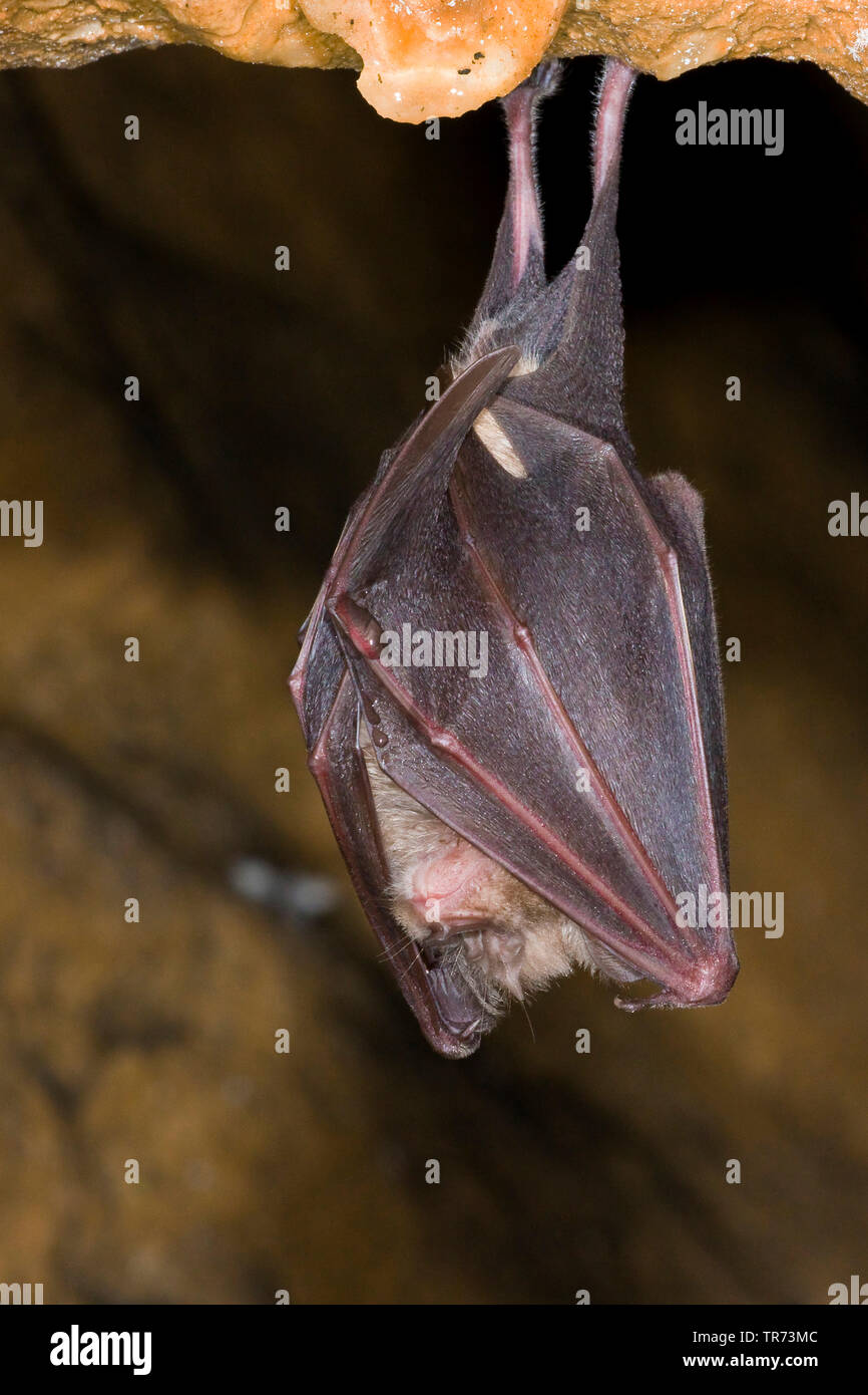 Plus grand rhinolophe (Rhinolophus ferrumequinum), suspendu, France Banque D'Images