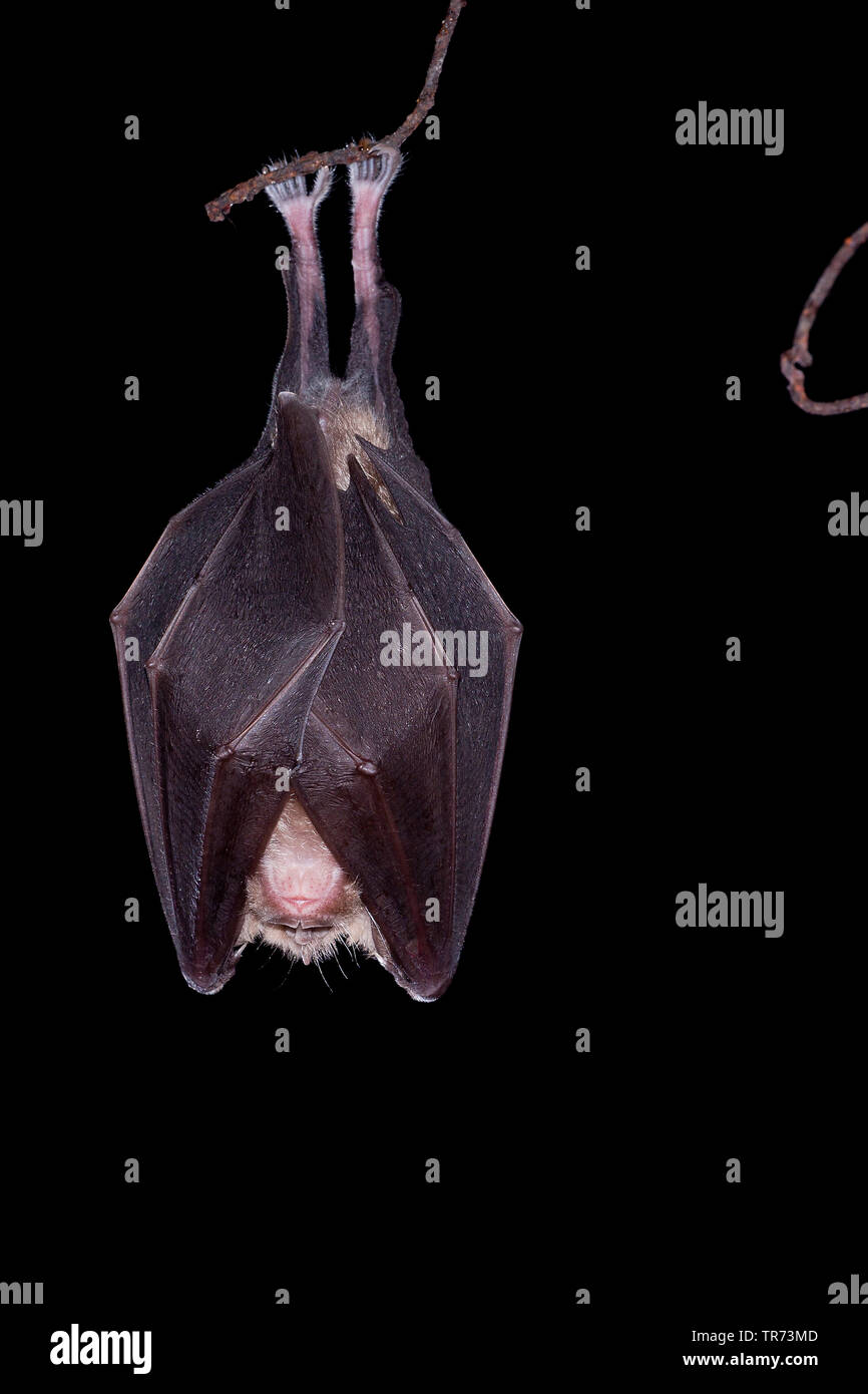 Plus grand rhinolophe (Rhinolophus ferrumequinum), suspendu à une branche, France Banque D'Images